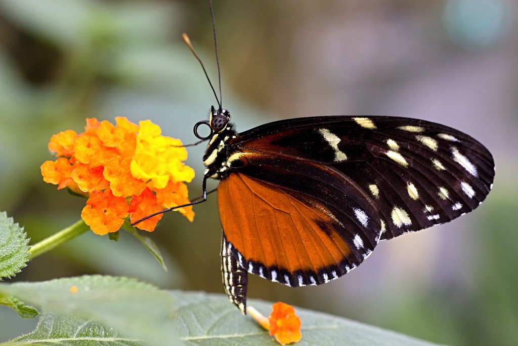 vlinder vlinders hdr insect insecten nederland uitheems Lepidoptera rups rupsen vlindertuin natuur